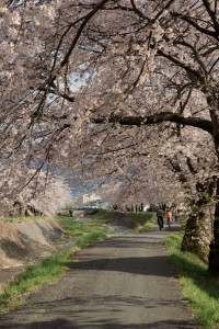 横河川の桜