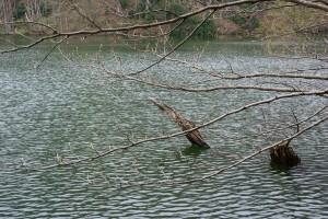 鶏頭場の池