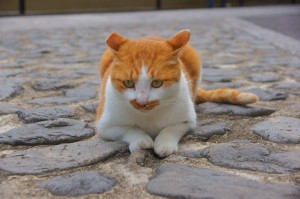 大徳寺の猫